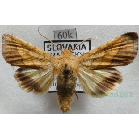 Pyrrhia umbra (Hufnagel, 1766) Ceglica wilżynówka Slovakia60k